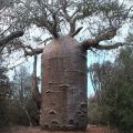 Die besten Bilder in der Kategorie natur: Affenbrotbaum