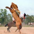 Die besten Bilder in der Kategorie tiere: Rodeo-Pferd