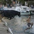 Die besten Bilder in der Kategorie tiere: Stier will auch baden