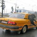 Die besten Bilder:  Position 68 in transport - Bär fährt Taxi