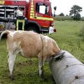 Die besten Bilder in der Kategorie tiere: Feuerwehr befreit Kuh, welche in einem Wasserfass mit dem Kopf steckt.