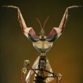 The Best Pics:  Position 20 in  - Funny  : Alien-Insekt - Gottesanbeterin