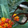 The Best Pics:  Position 29 in  - Funny  : durchsichtiger Schmetterling