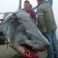 Die besten Bilder in der Kategorie fische_und_meer: Riesen Weisser Hai