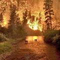 Die besten Bilder in der Kategorie natur: Rehe in Fluss bestaunen Waldbrand