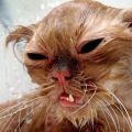 Die besten Bilder in der Kategorie katzen: ugly Katze