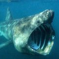 Die besten Bilder in der Kategorie fische_und_meer: Nasen-Wal-Hai