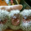 The Best Pics:  Position 27 in  - Funny  : 3 Baby-Igel