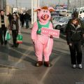 Die besten Bilder:  Position 20 in verkleidungen - schwein, verkleidung