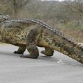The Best Pics:  Position 93 in  - Funny  : Fettes Krokodil läuft mit Beute über Straße