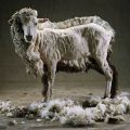 Die besten Bilder in der Kategorie tiere: Halbgeschorenes Schaf