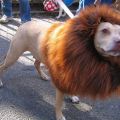 Die besten Bilder in der Kategorie verkleidungen: Löwenverkleidung für Hunde