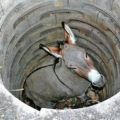 Die besten Bilder in der Kategorie tiere: Esel ist in Brunnen gefangen