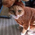 Die besten Bilder in der Kategorie verkleidungen: Elch-Verkleidung für Katzen