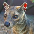 Die besten Bilder in der Kategorie tiere: Gefährdete Fossa Schleichkatze