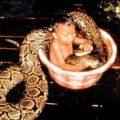 Die besten Bilder in der Kategorie reptilien: Kind wäscht Schlange