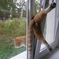 Die besten Bilder in der Kategorie katzen: Katze schlüpft aus Fenster