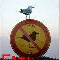 The Best Pics:  Position 21 in  - Funny  : schild, möwe