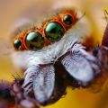 Die besten Bilder:  Position 14 in spinnentiere - Spring-Spinne Macro Aufnahme - Jump Spider