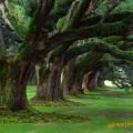 Die besten Bilder:  Position 216 in natur - Schöne Bäume