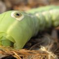 Die besten Bilder in der Kategorie insekten: Caterpillar Raupe Auge macro