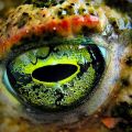 Die besten Bilder in der Kategorie reptilien: Frosch-Auge Macro