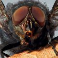 Die besten Bilder:  Position 98 in insekten - Fliege Macro