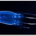 Die besten Bilder:  Position 36 in fische und meer - box-jellyfish - Giftigstes Tier auf der Welt