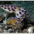 Die besten Bilder in der Kategorie fische_und_meer: Hochgiftiger Blau beringter Octopus