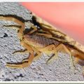 Die besten Bilder in der Kategorie insekten: Deathstalker-Skorpion