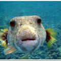 Die besten Bilder in der Kategorie fische_und_meer: Puffer-Fish