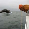 Die besten Bilder in der Kategorie fische_und_meer: tiere, wal, kotzen