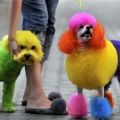 The Best Pics:  Position 42 in  - Funny  : Bunte Hunde