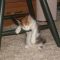 The Best Pics:  Position 60 in  - Funny  : katze