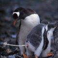 The Best Pics:  Position 27 in  - Funny  : So ein kleiner Scheisser-Pinguin