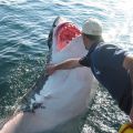 Die besten Bilder in der Kategorie fische_und_meer: Mann streichelt Weissen Hai