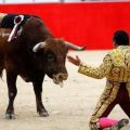 Die besten Bilder in der Kategorie allgemein: Torrero und Stier gegenüber