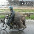 The Best Pics:  Position 80 in  - Funny  : Schweinerei! große Sau wird auf Moped transportiert