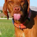 Die besten Bilder in der Kategorie hunde: Hund zeigt Zunge