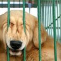 The Best Pics:  Position 70 in  - Funny  : Hund quetscht sich durch Gitter