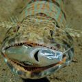 The Best Pics:  Position 93 in  - Funny  : Mahlzeit! Fisch isst Fisch