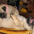 The Best Pics:  Position 46 in  - Funny  : Oralsex bei Hunden