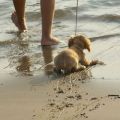 The Best Pics:  Position 86 in  - Funny  : hund, tier, wasser