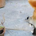 Die besten Bilder in der Kategorie tiere: Gottesanbeterin gegen Hund