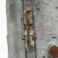 Die besten Bilder in der Kategorie tiere: Bären klettern Leiter hoch