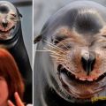 Die besten Bilder in der Kategorie tiere: Seelöwe zieht Grimasse