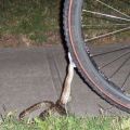 Die besten Bilder in der Kategorie reptilien: Schlange beisst in Fahrradreifen