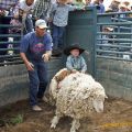 Die besten Bilder in der Kategorie hirnlos: Kinder-Schaaf-Rodeo