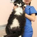 Die besten Bilder in der Kategorie katzen: Riesen-Katze