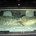The Best Pics:  Position 28 in  - Funny  : Krokodil in Auto